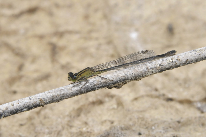 Lestes sp. ?